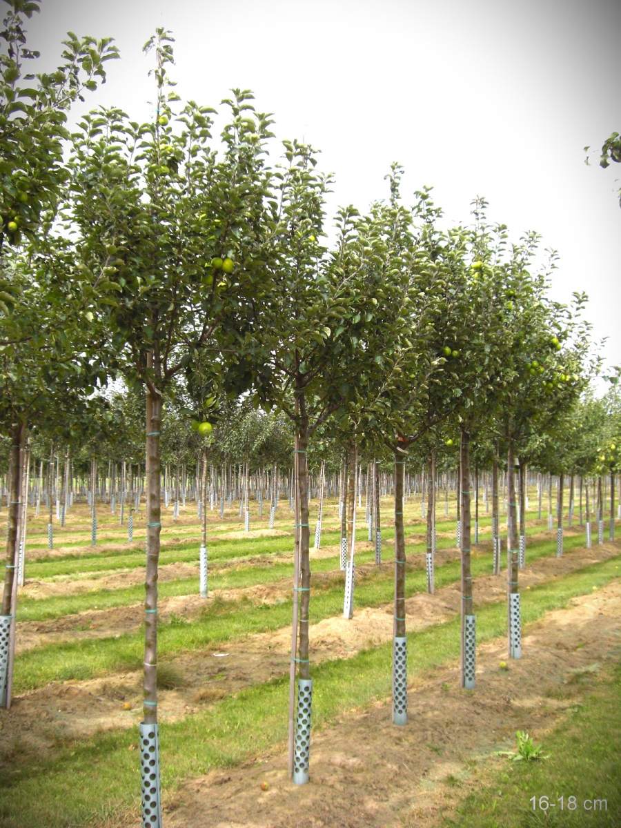 Apfel: Ananasrenette