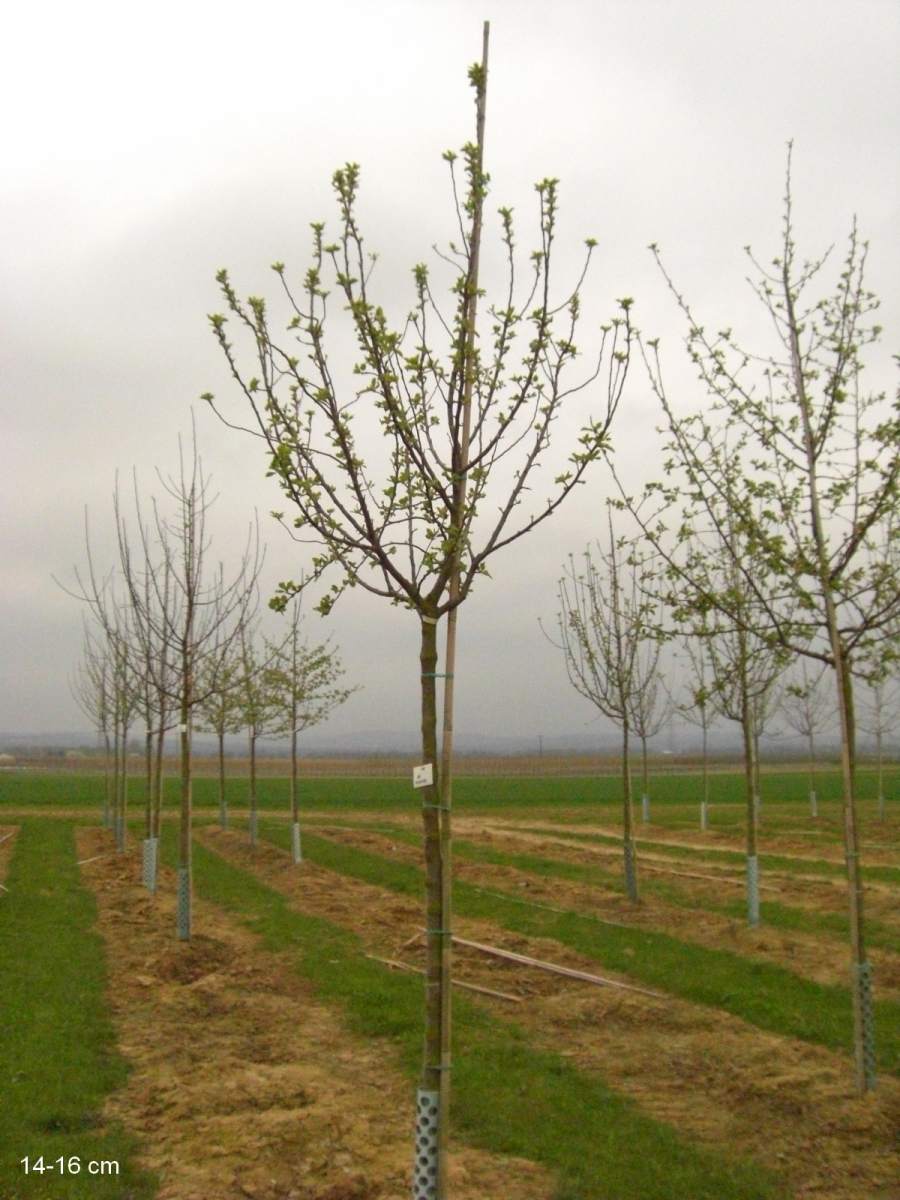 Apfel: Ananasrenette