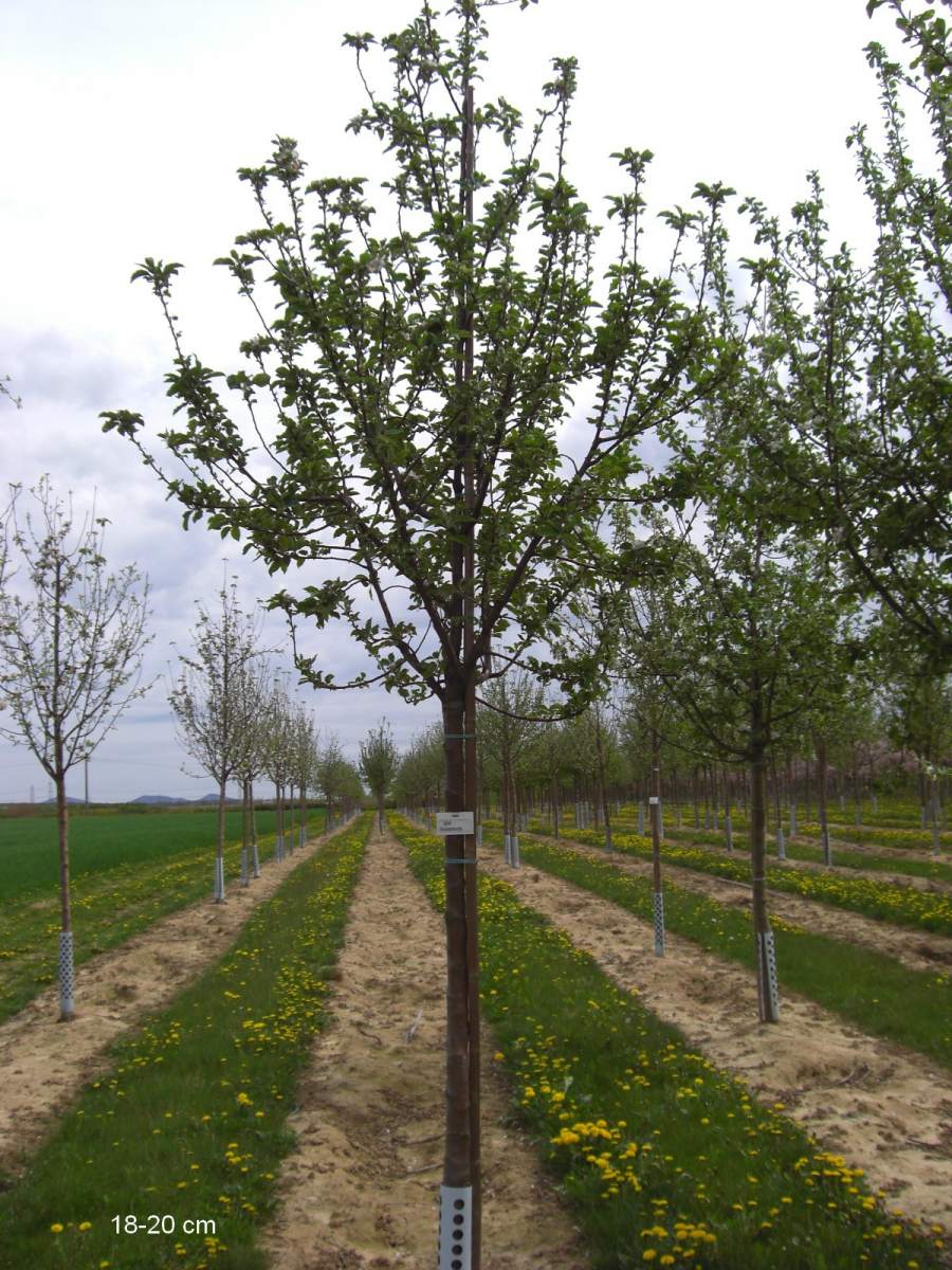 Apfel: Ananasrenette