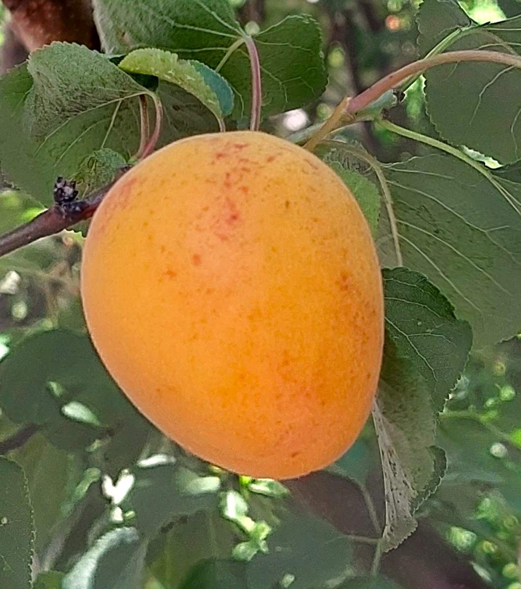 Aprikose: Rouge de Roussillon