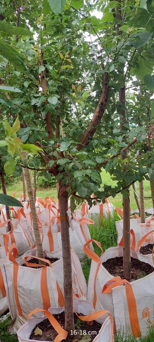 Aprikose: Rouge de Roussillon