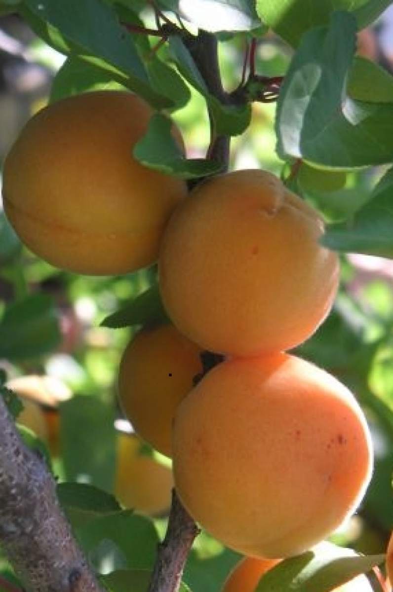 Aprikose: Rouge de Roussillon