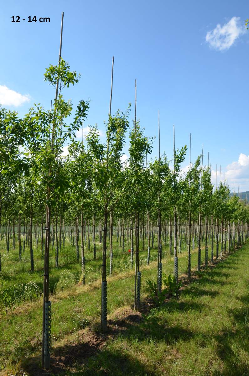 Pflaume: Belle de Louvain