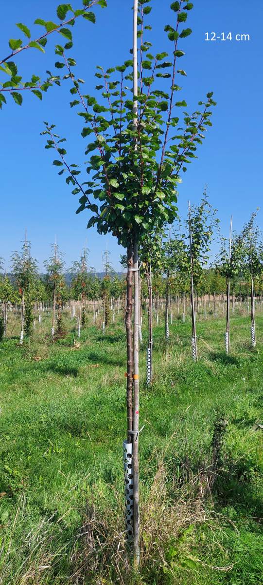 Pflaume: Belle de Louvain