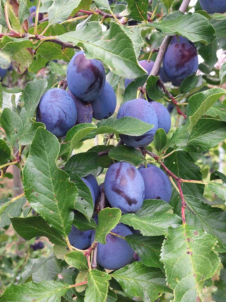 Zwetschge Blue Frost
