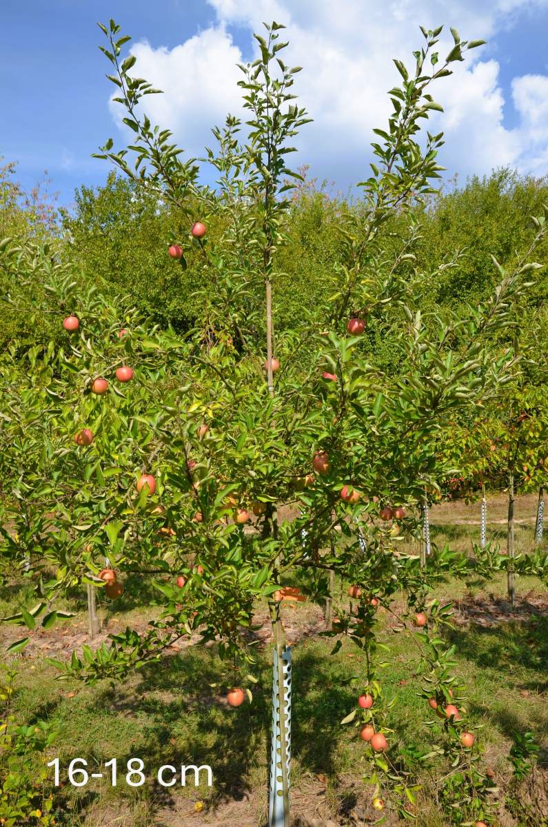 Apfel: Braeburn