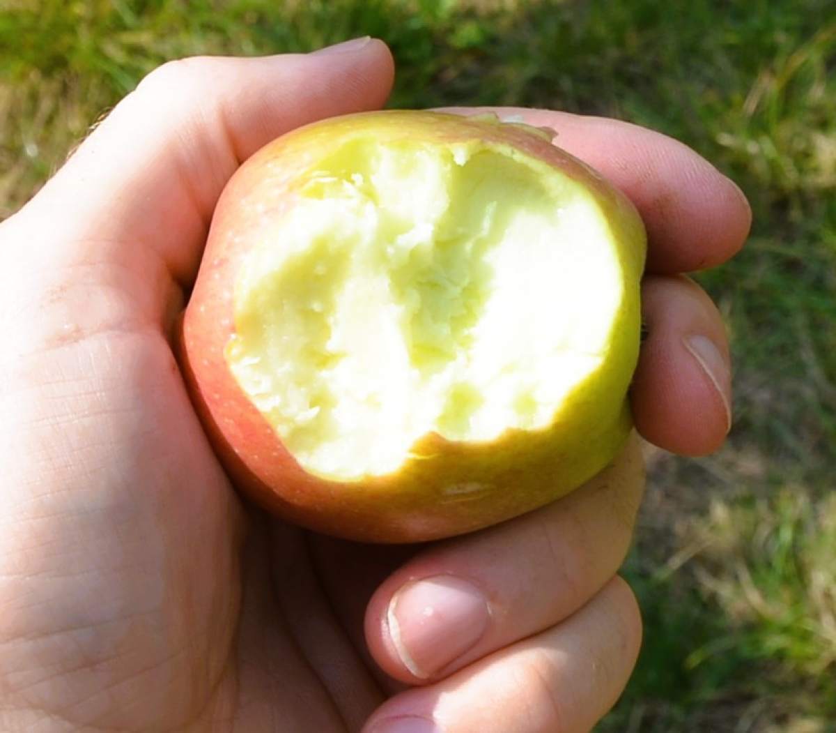 Apfel: Braeburn