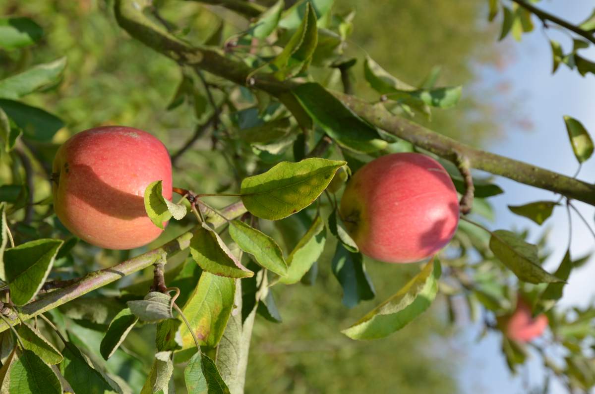 Apfel: Braeburn