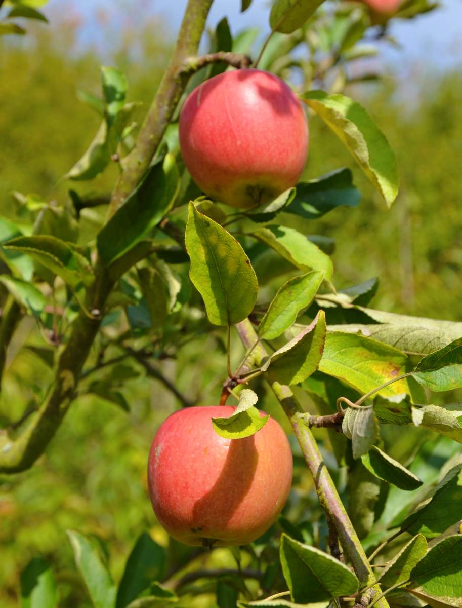 Apfel: Braeburn