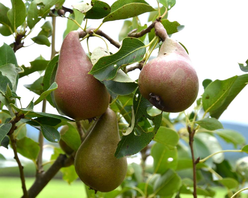 Bunte Julibirne