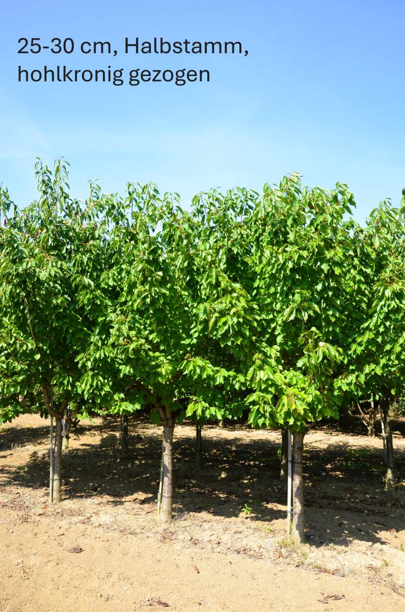 Süßkirsche: Burlat