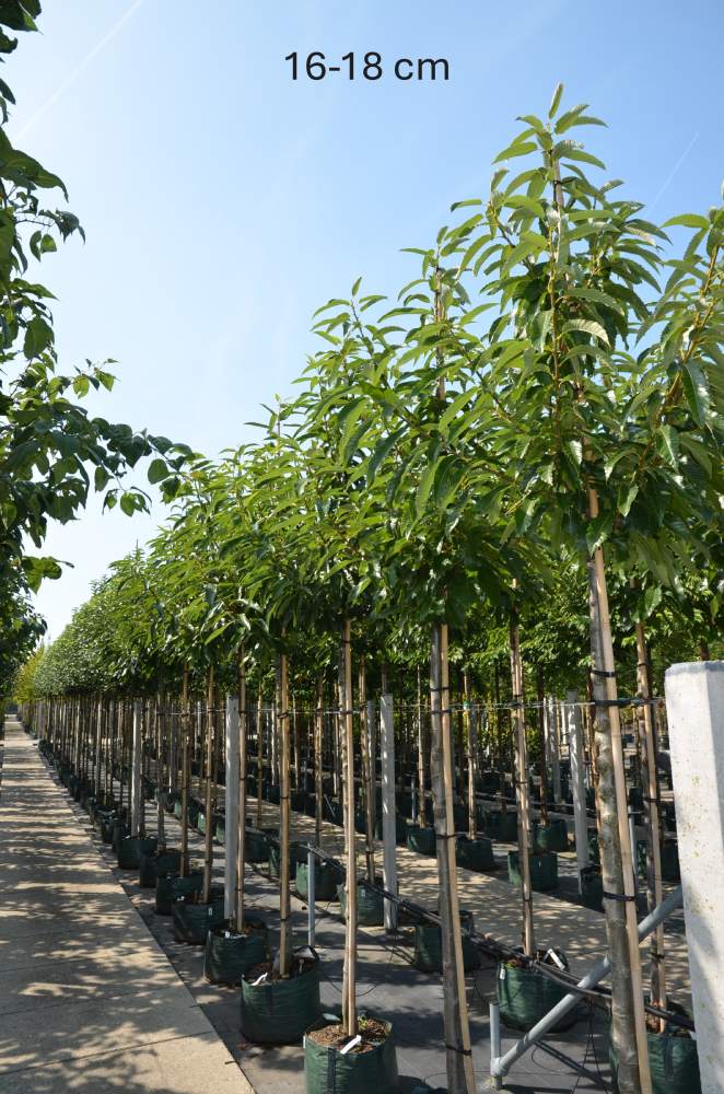 Esskastanie - Edel-Esskastanie