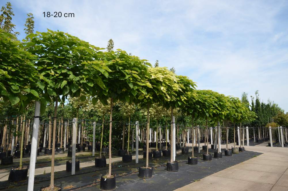 Trompetenbaum: Kugel-Trompetenbaum