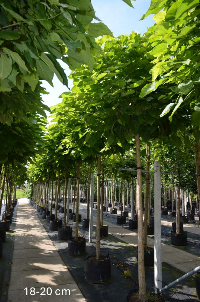 Trompetenbaum: Kugel-Trompetenbaum