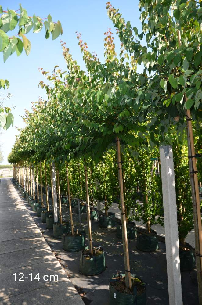 Kuchenbaum/Katsurabaum