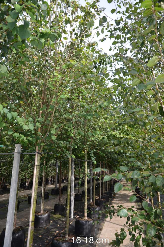 Kuchenbaum/Katsurabaum