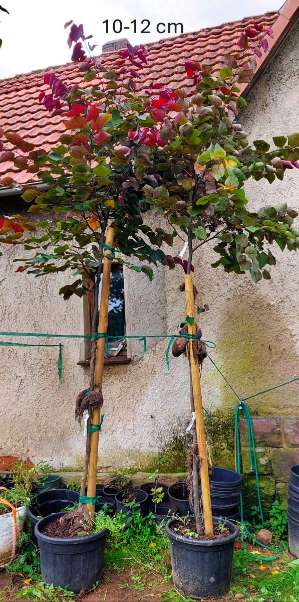 Judasbaum: Rotlaubiger Judasbaum