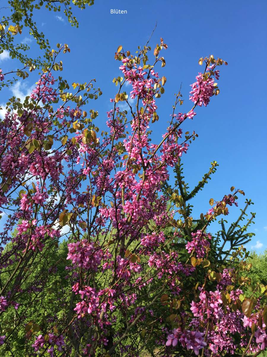 Judasbaum: Gewöhnlicher Judasbaum