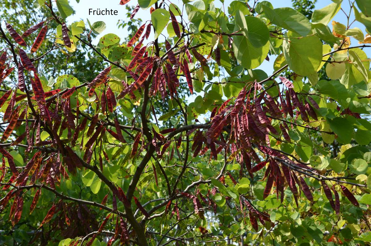 Judasbaum: Gewöhnlicher Judasbaum