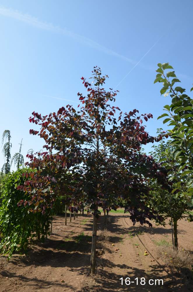 Rotlaubiger Judasbaum