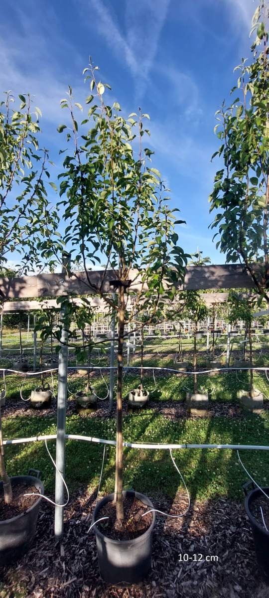 Birne: Clapps Liebling