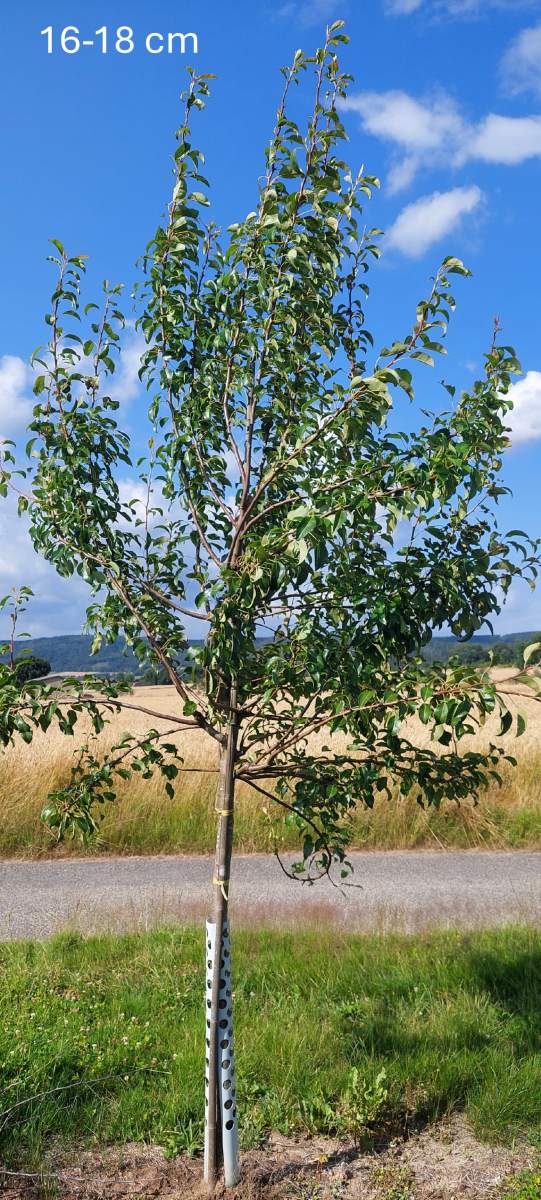 Birne: Clapps Liebling