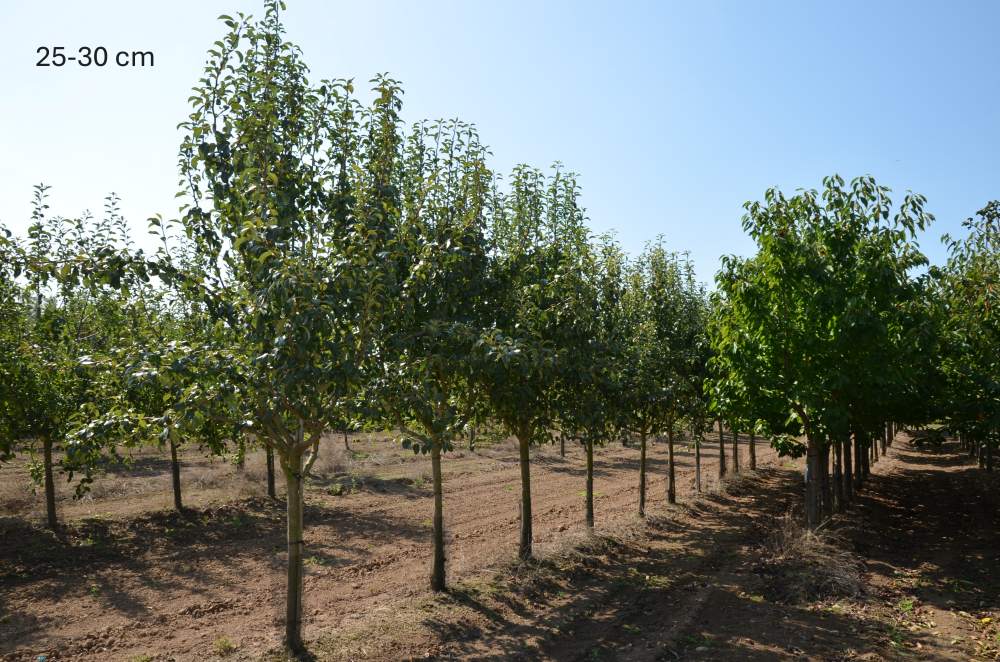 Birne: Clapps Liebling