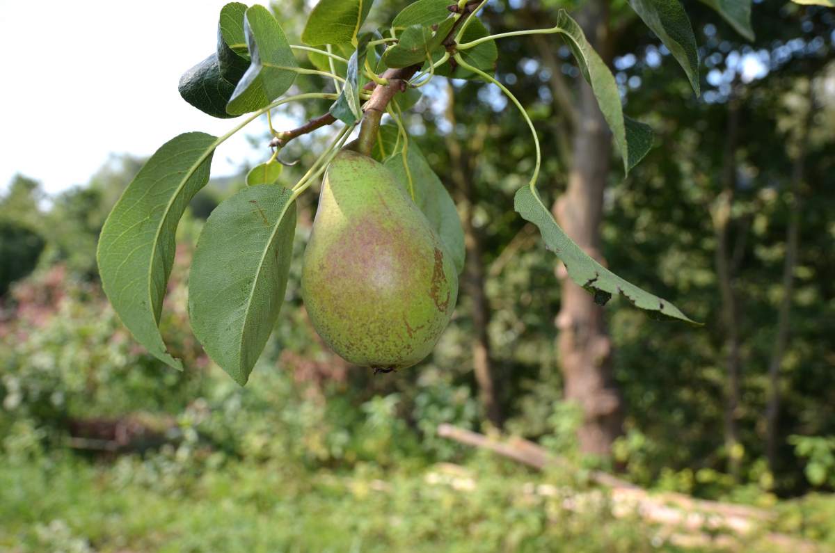 Birne: Clapps Liebling