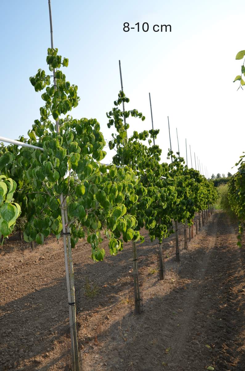 Blüten-Hartriegel Eddies White Wonder