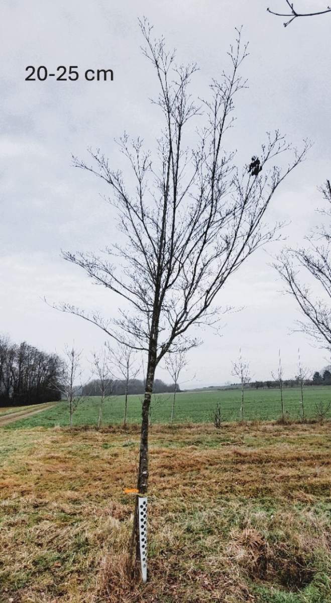Chinesischer Blumenhartriegel - Hochstamm