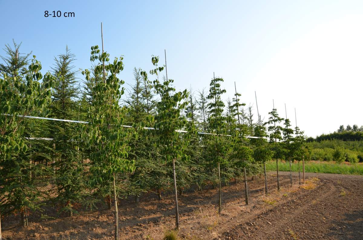 Hartriegel: Chinesischer Blumenhartriegel