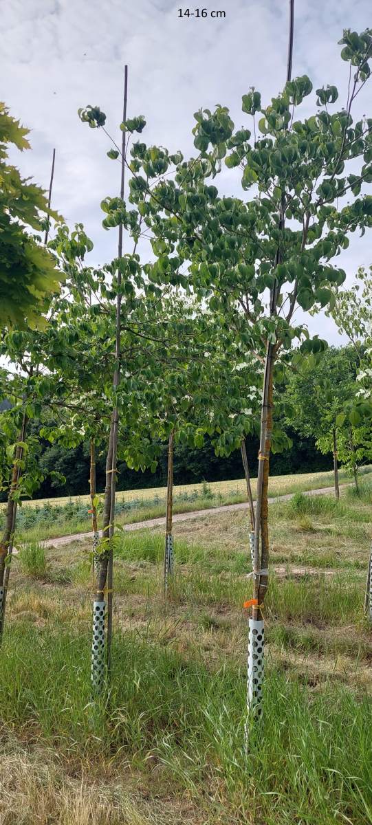 Hartrigel: Pazifischer Blütenhartriegel