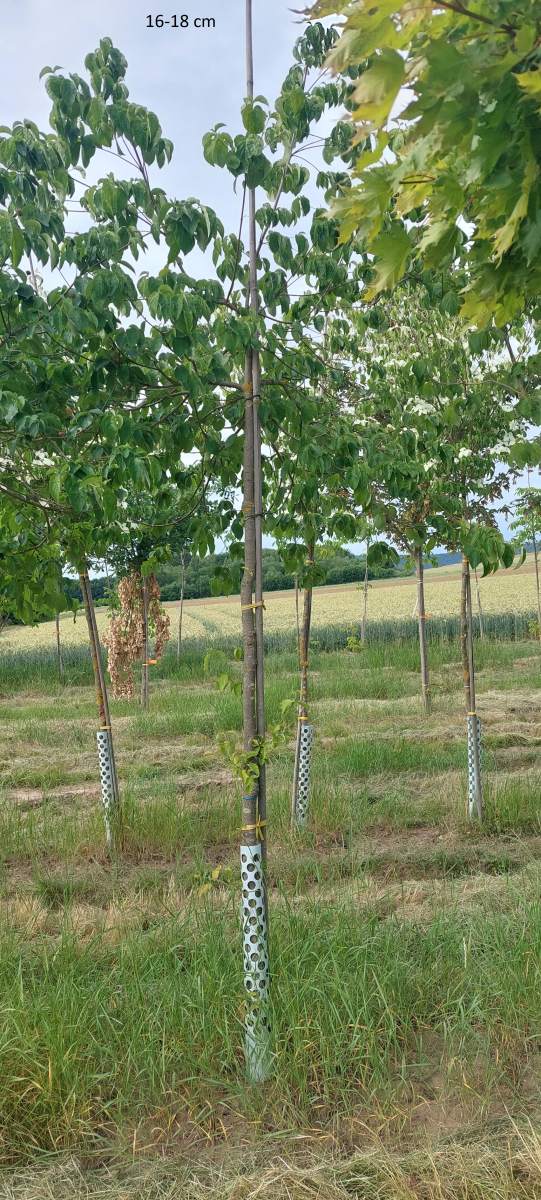 Hartrigel: Pazifischer Blütenhartriegel