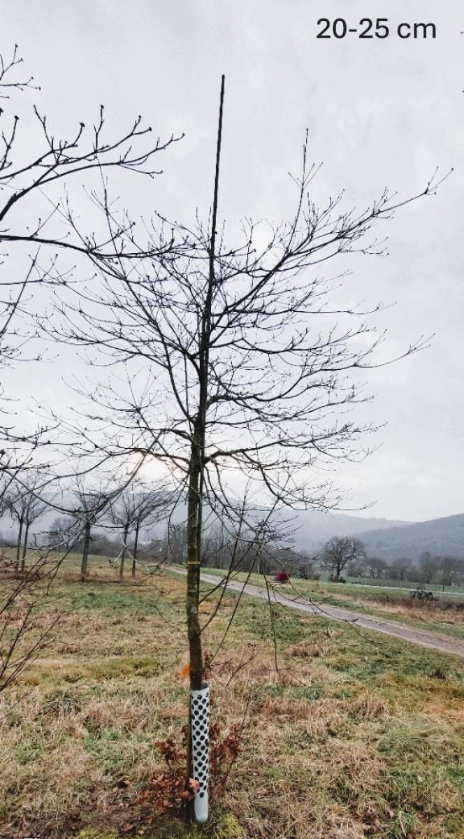 Pazifischer Blütenhartriegel North Star - Hochstamm