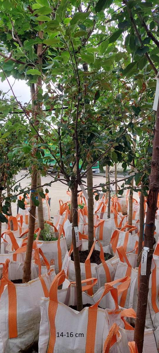 Apfel: Cox Orange