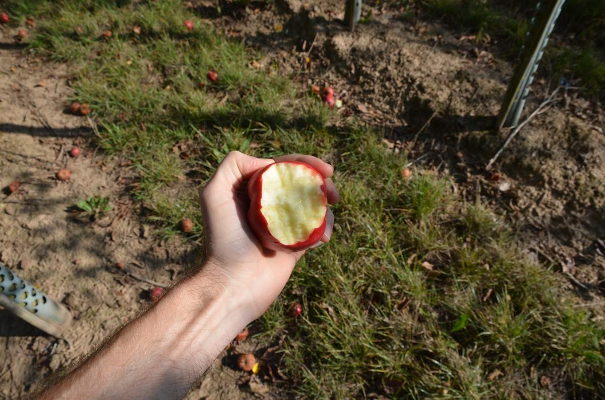 Apfel: Danziger Kantapfel
