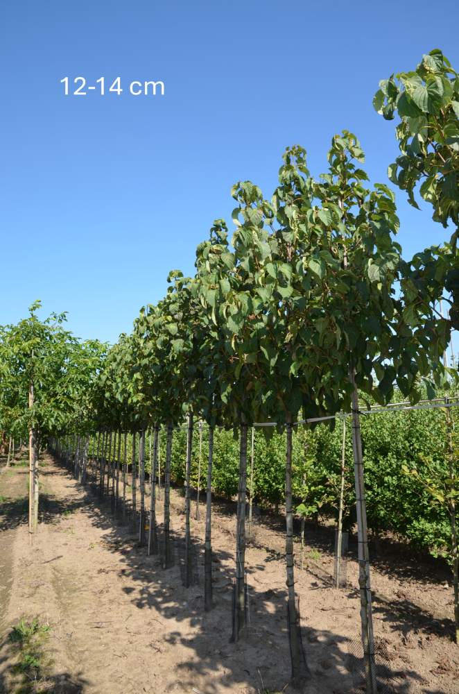 Taubenbaum/Taschentuchbaum