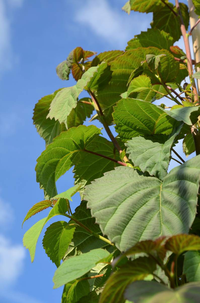 Taubenbaum/Taschentuchbaum