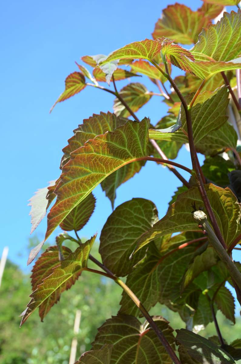 Taubenbaum/Taschentuchbaum