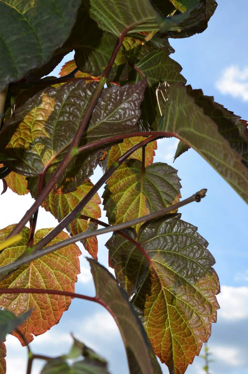 Taubenbaum/Taschentuchbaum