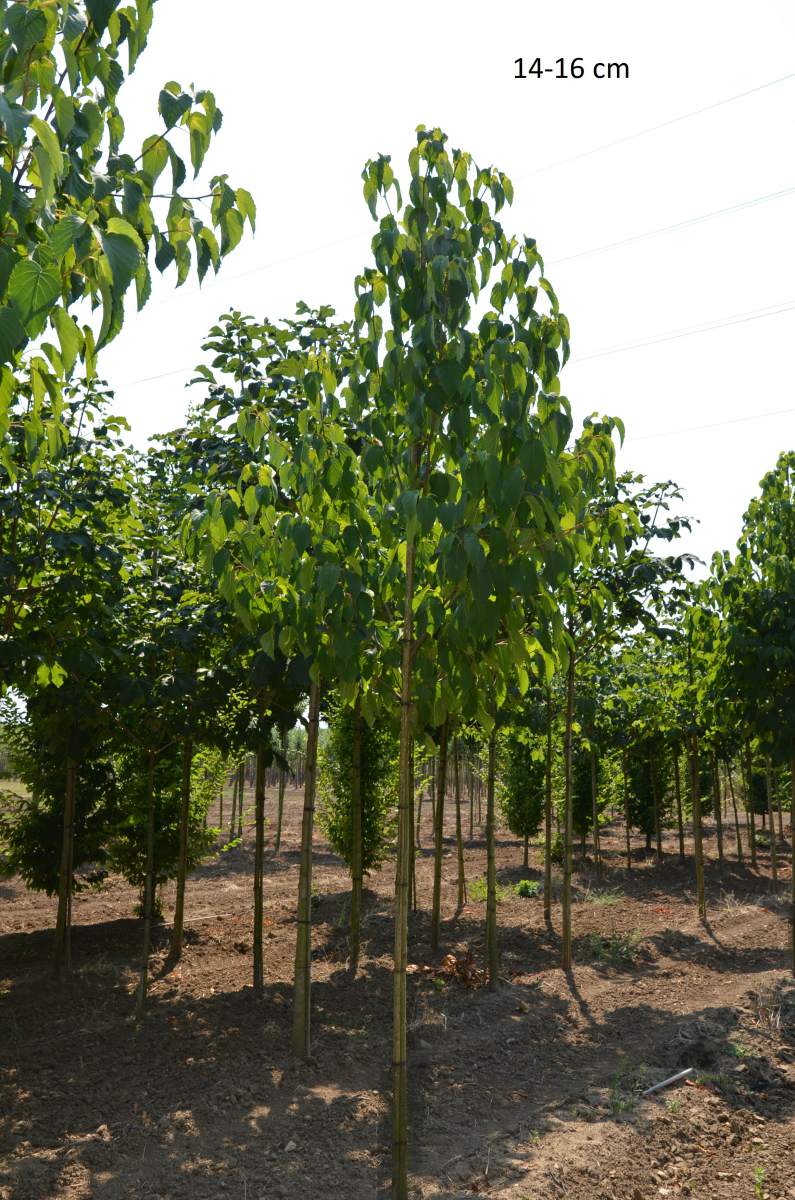 Taubenbaum/Taschentuchbaum