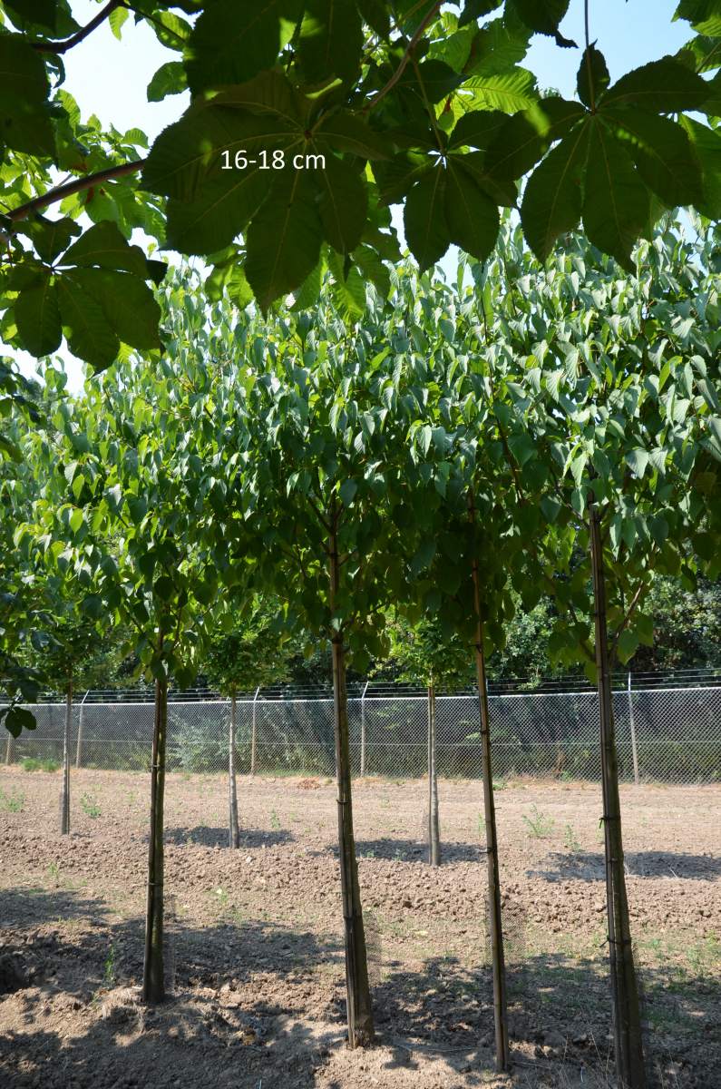 Taubenbaum/Taschentuchbaum