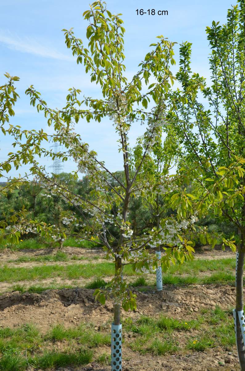 Dönissens Gelbe Knorpelkirsche schnellwüchsig großer Kirschbaum