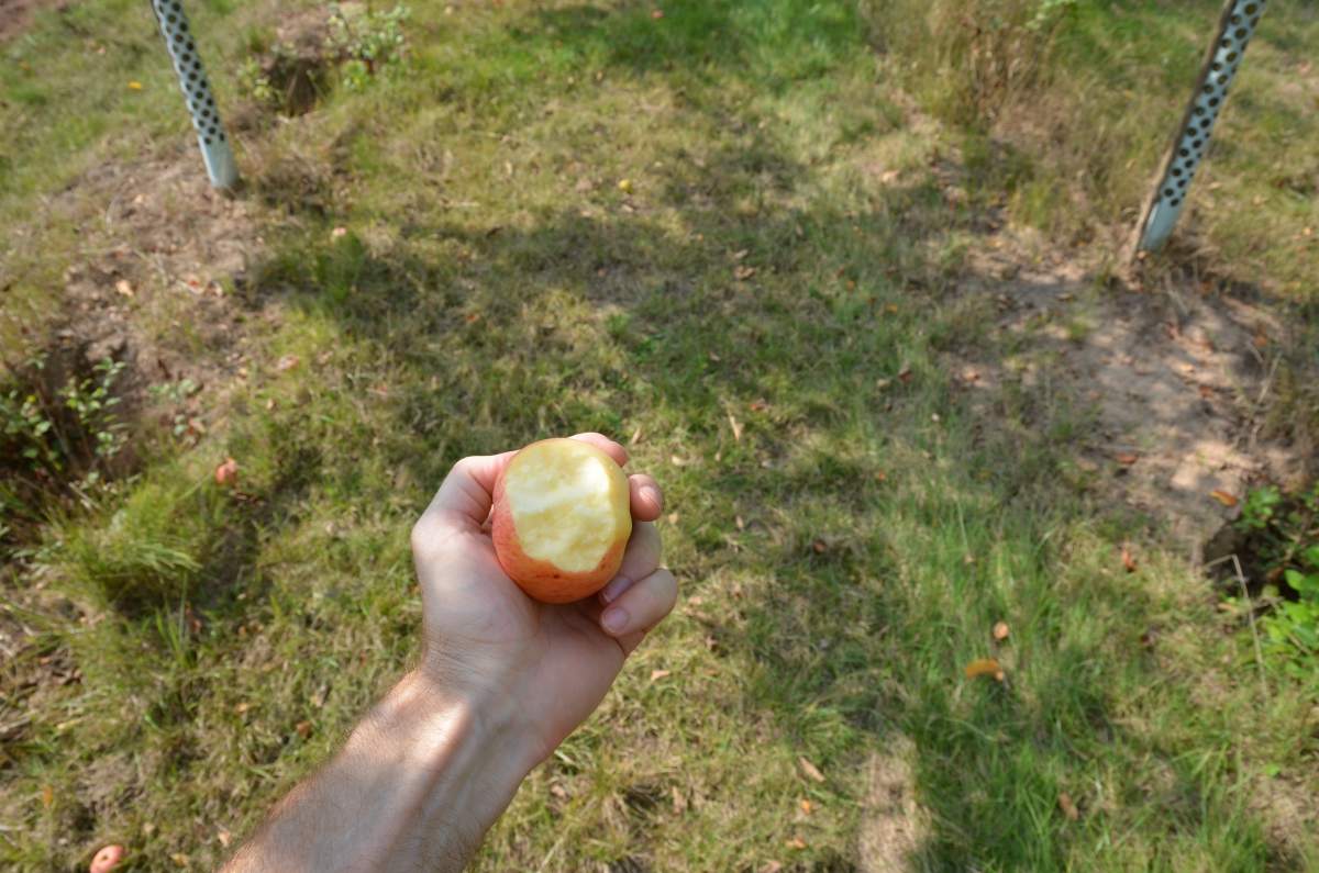 Apfel: Dülmener Herbstrosen