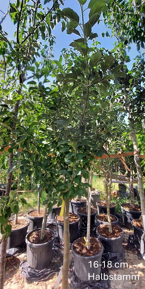 Apfel Elstar