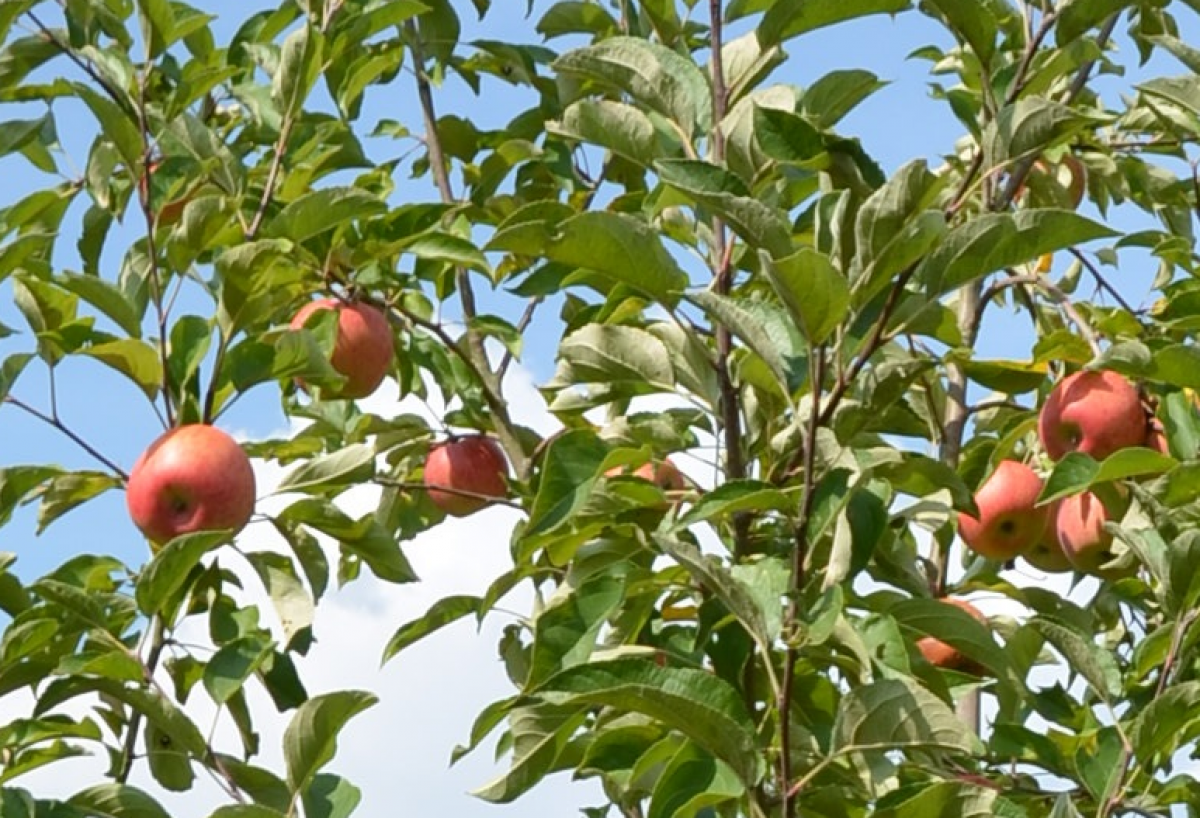 Apfel: Elstar