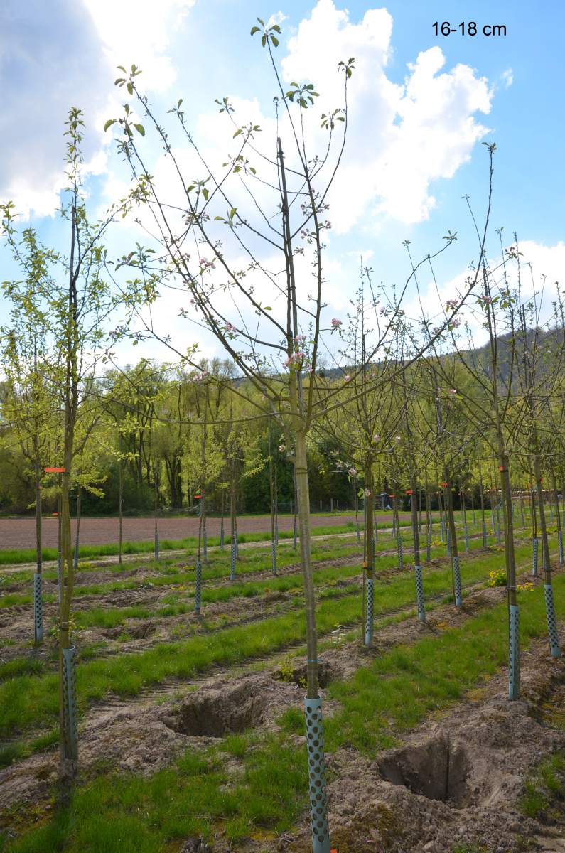 Apfel: Finkenwerder Herbstprinzenapfel