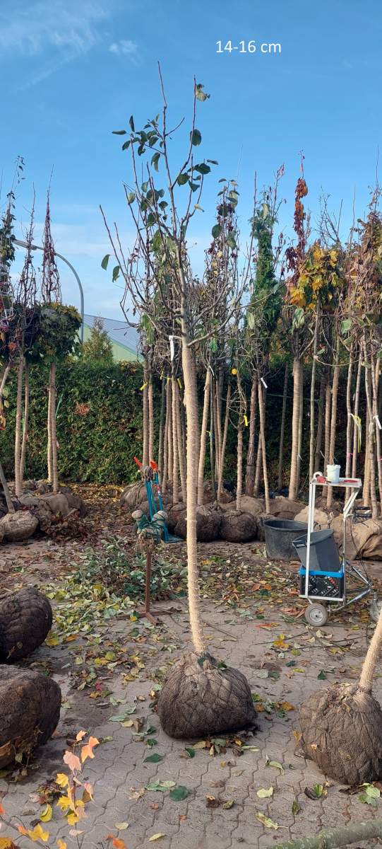 Apfel: Finkenwerder Herbstprinzenapfel