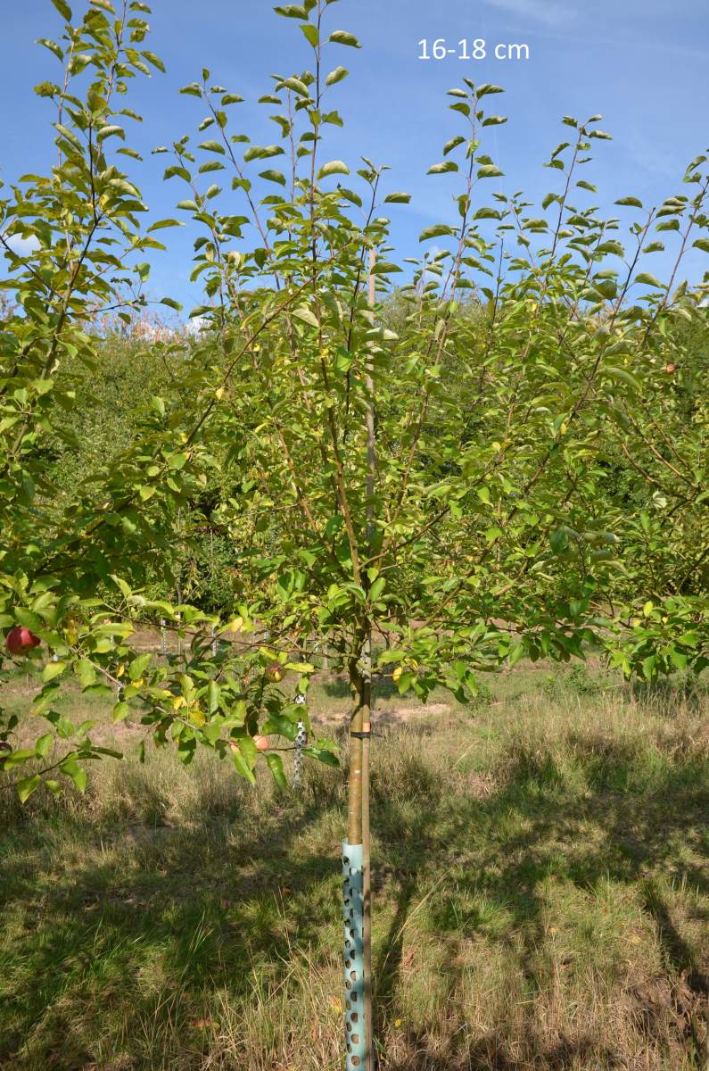 Apfel: Finkenwerder Herbstprinzenapfel
