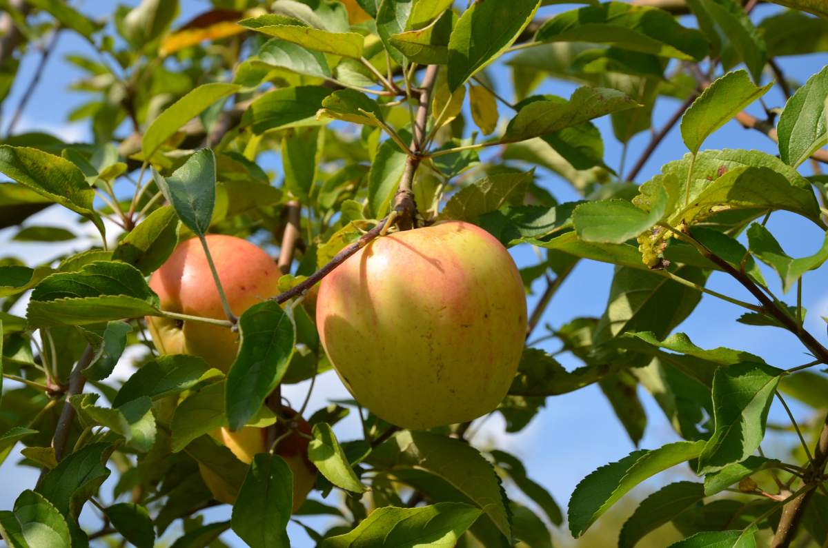 Apfel: Finkenwerder Herbstprinzenapfel